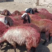 کاور توقلی میش شیره دار|حیوانات مزرعه|مشهد, شهرک شهید باهنر|دیوار