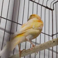 فروش قناری سرخ و شتری سرخ و پرتقالی|پرنده|مرودشت, بیست متری بیمارستان|دیوار