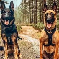 توله مالینویز ۳ ماهه