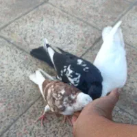 4 عدد کفتر|پرنده|اندیشه, شهرک المهدی|دیوار