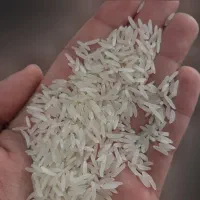 برنج فجر گرمه امسال درجه 1