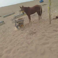 شوش|اسب و تجهیزات اسبسواری|شوش, |دیوار