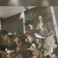 کبوتر|حیوانات|دزفول, |دیوار