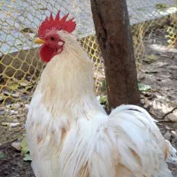 حیوانات خانگی