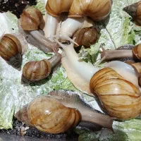 فروش حلزون پرورشی