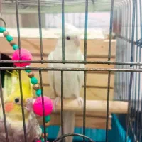 پرنده هلندی