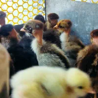 جوجه گردن لخت محلی و اردک