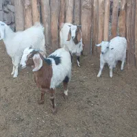 4 راس کره 2نر2ماده