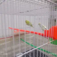 جفت مرغ عشق