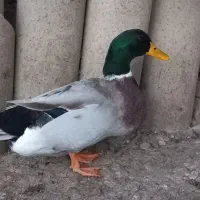 اردک های زیبا