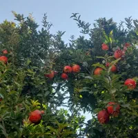 فروش حواله ساینا