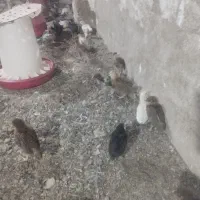 جوجه محلی ۱۸۰ عدد یکجا حراج|حیوانات مزرعه|بهبهان, |دیوار