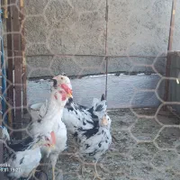 مرغ گلین|حیوانات مزرعه|مشهد, طبرسی شمالی|دیوار