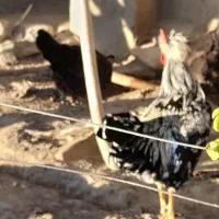 خروس لهستانی و رسمی|حیوانات مزرعه|بهار, |دیوار