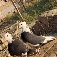 یک جفت نرماده ابلغ|پرنده|آران و بیدگل, |دیوار