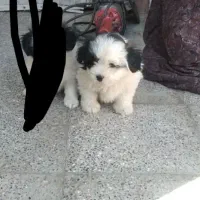 توله پاپی پشمالو