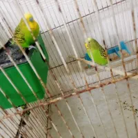 مرغ عشق