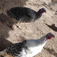 دو عدد بوقلمون ماده بازدید بم