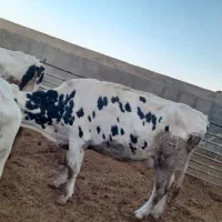 چند راس گاو شیری باگوساله|حیوانات مزرعه|سبزوار, قصبه غربی|دیوار