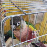 طوطی گرینجیک