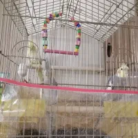 عروس هلندی معاوضه با نقره