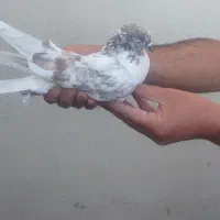 ۳عدد کبوتر پرشی ۳تا ۵۰۰|پرنده|خوی, |دیوار
