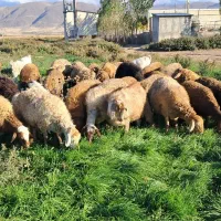 گوسفند بره دار جوان