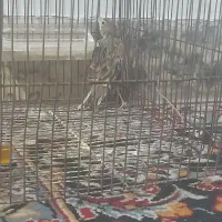 سهره خاکی|پرنده|کوهدشت, |دیوار