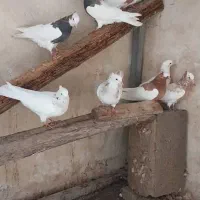 طوقی و شهری گاکل