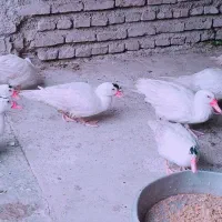 فروش اردک روسی سفید