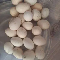 تخم ۱۰۰٪ نطفه دار بوقلمون رسمی به شرط دونه ای ۸۰