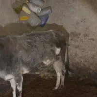 گاو آبستن بومی و گلپایگانی|حیوانات مزرعه|پاتاوه, |دیوار