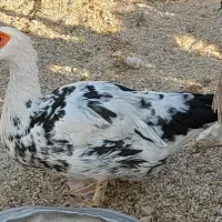 اردک سیکو|حیوانات مزرعه|آبدان, |دیوار