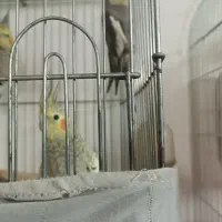 عروس هلندی|پرنده|محمدشهر, محمدشهر|دیوار