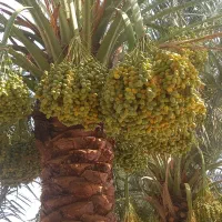 کلیه ی کارهای مربوط به نخل