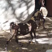 فروش دو راس بز پاکستانی