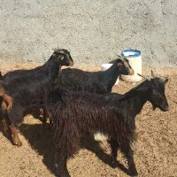 پنج عدد کهره|حیوانات مزرعه|آبپخش, |دیوار