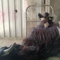 بزغاله نر|حیوانات مزرعه|گمیشان, |دیوار