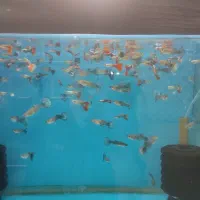 انواع اقسام ماهی زینتی آکواریم