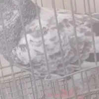 یک جفت جوجه کمانگر پاکستانی