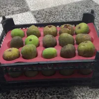 انجیر ژاپنی وانجیر سبز