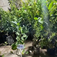 نهال درخت و گل