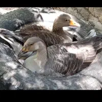 یک جفت غاز
