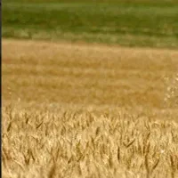 سه هکتار و نیم زمین کشاورزی پرحاصل روستای کیسله