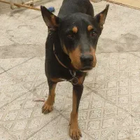 سگ دوبرمن نر|سگ|فردیس, داوری|دیوار