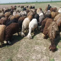 گوسفند بره دار