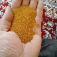 خاکشیر درجه یک