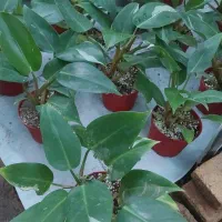 گیاه گندمی اکواریومی|ماهی|قم, خداکرم|دیوار