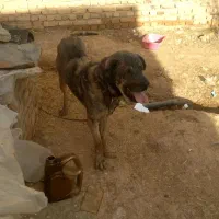 سگ عراقی ۳ سال