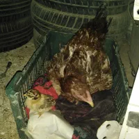 مرغ لاری وجوجه